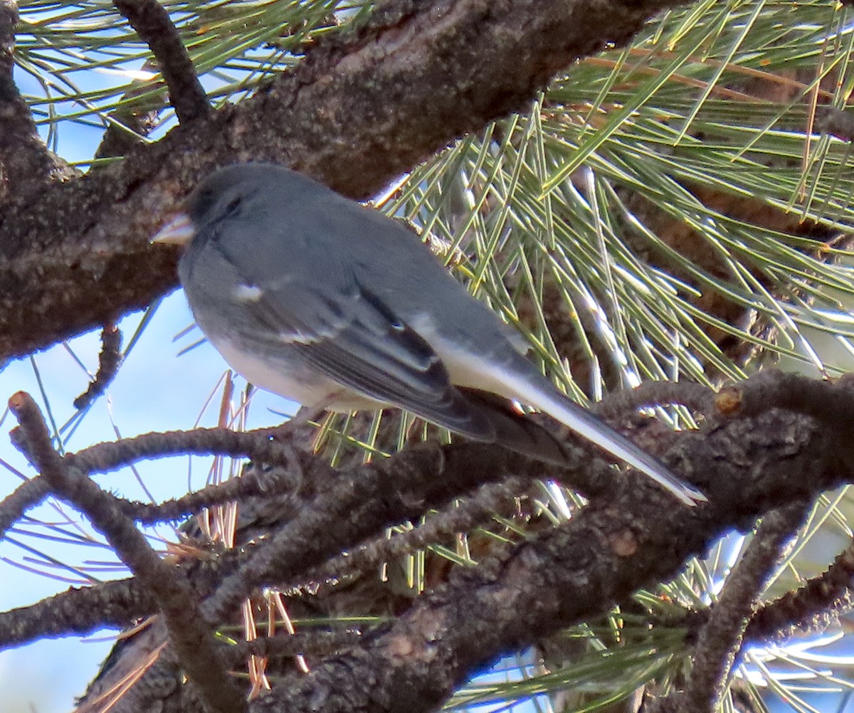 Dark-eyed Junco (White-winged) - ML647086566