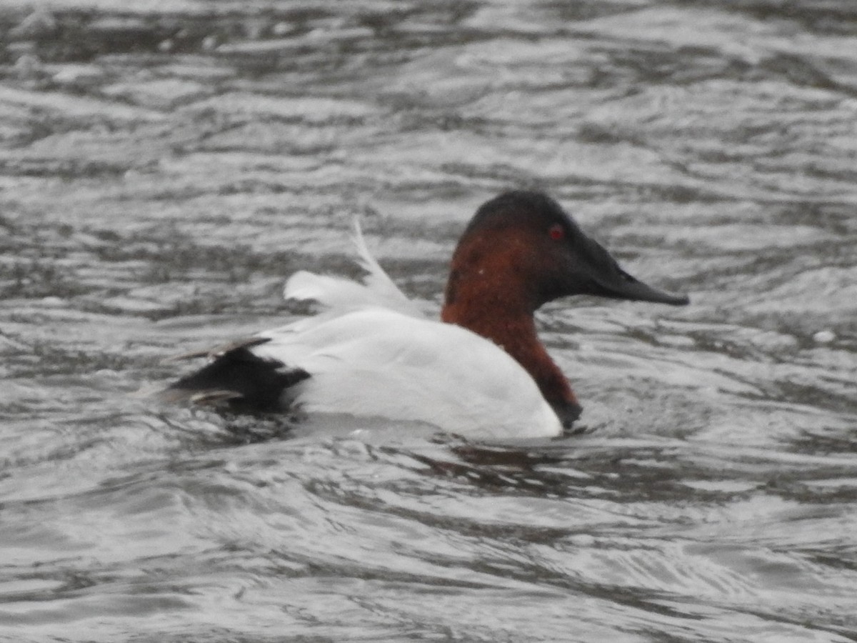 Canvasback - ML647086567