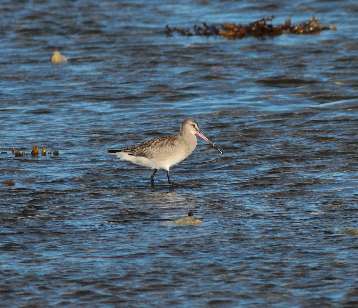 Hudsonian Godwit - ML647086568
