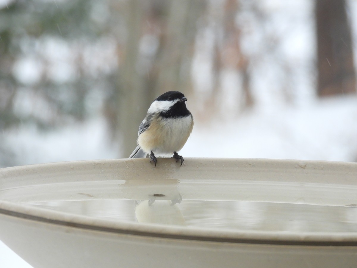 Black-capped Chickadee - ML647086571