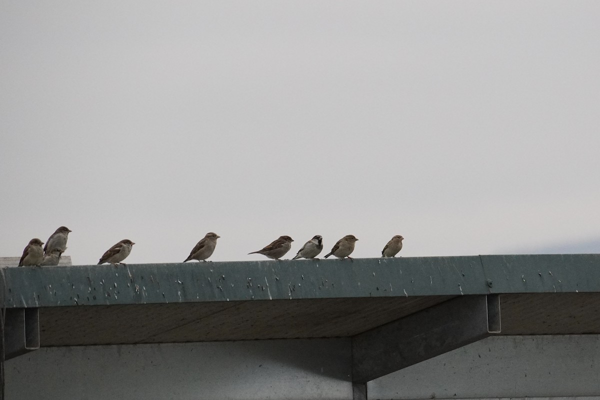 House Sparrow - ML647086573