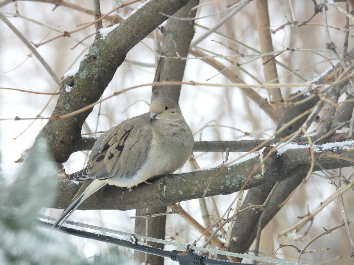 Mourning Dove - ML647086580