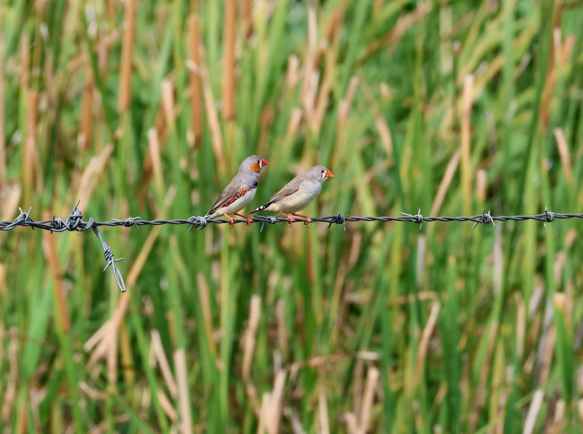 פרושית זברה - ML647086581