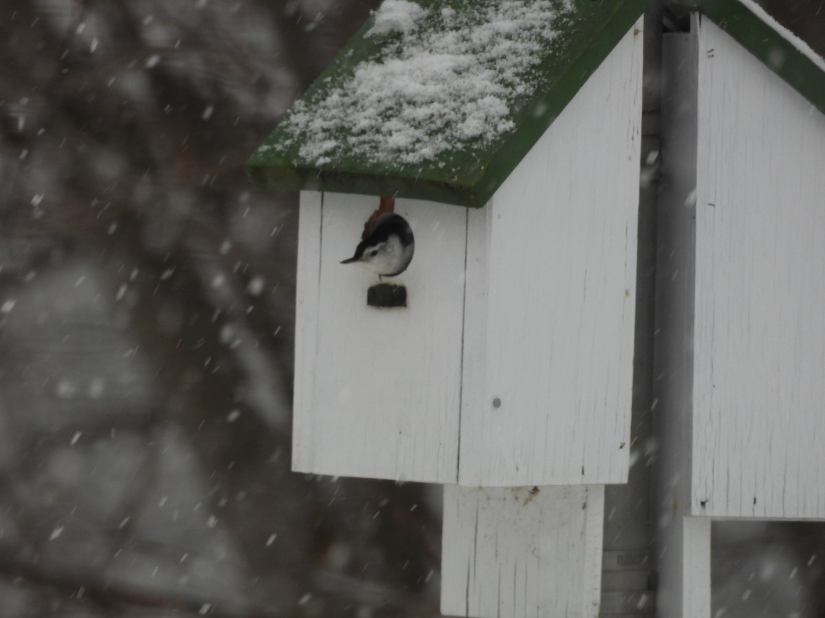 White-breasted Nuthatch - ML647086585
