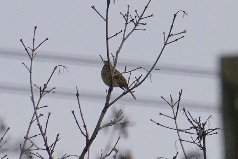 Yellowhammer - ML647086586