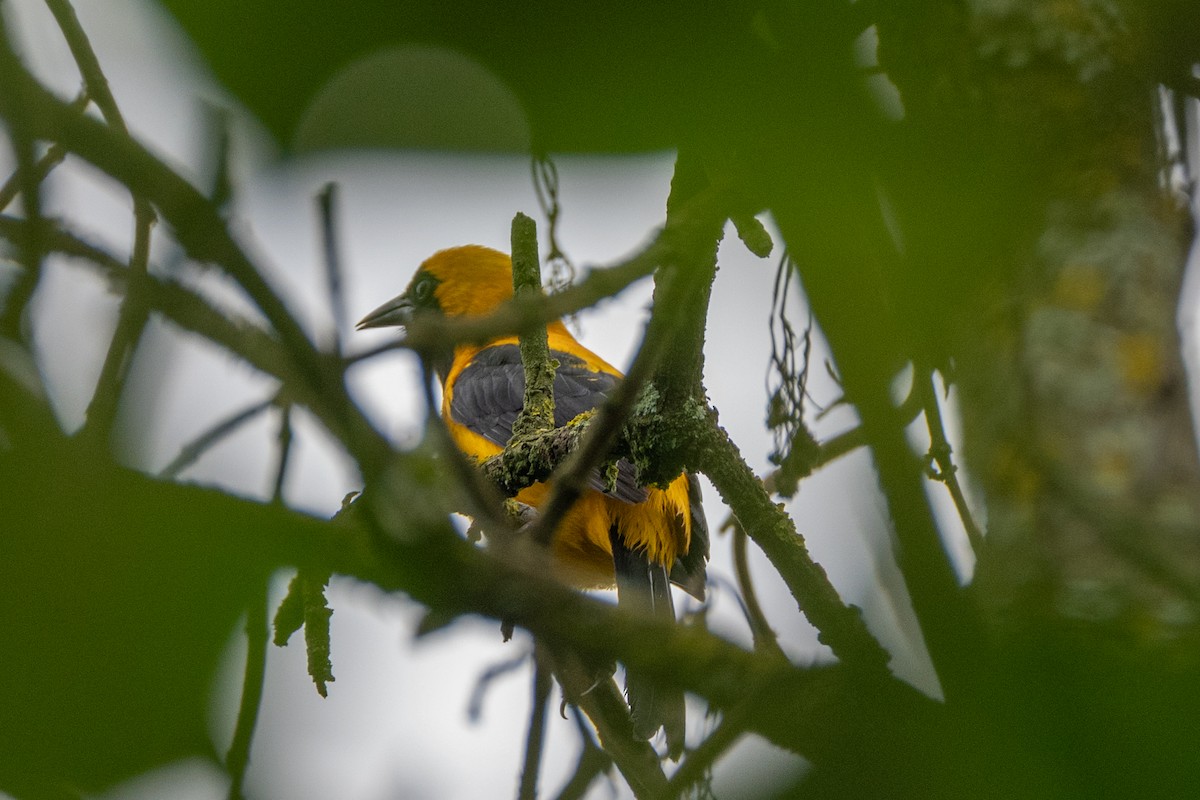 Yellow-backed Oriole - ML647086597