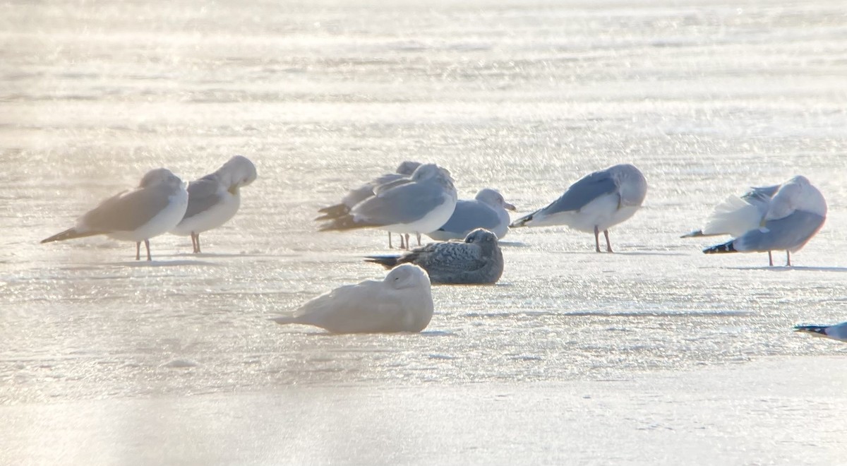 Gavión Hiperbóreo - ML647086598