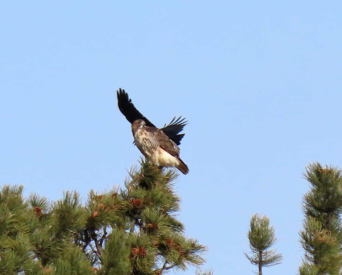 Red-tailed Hawk - ML647086607