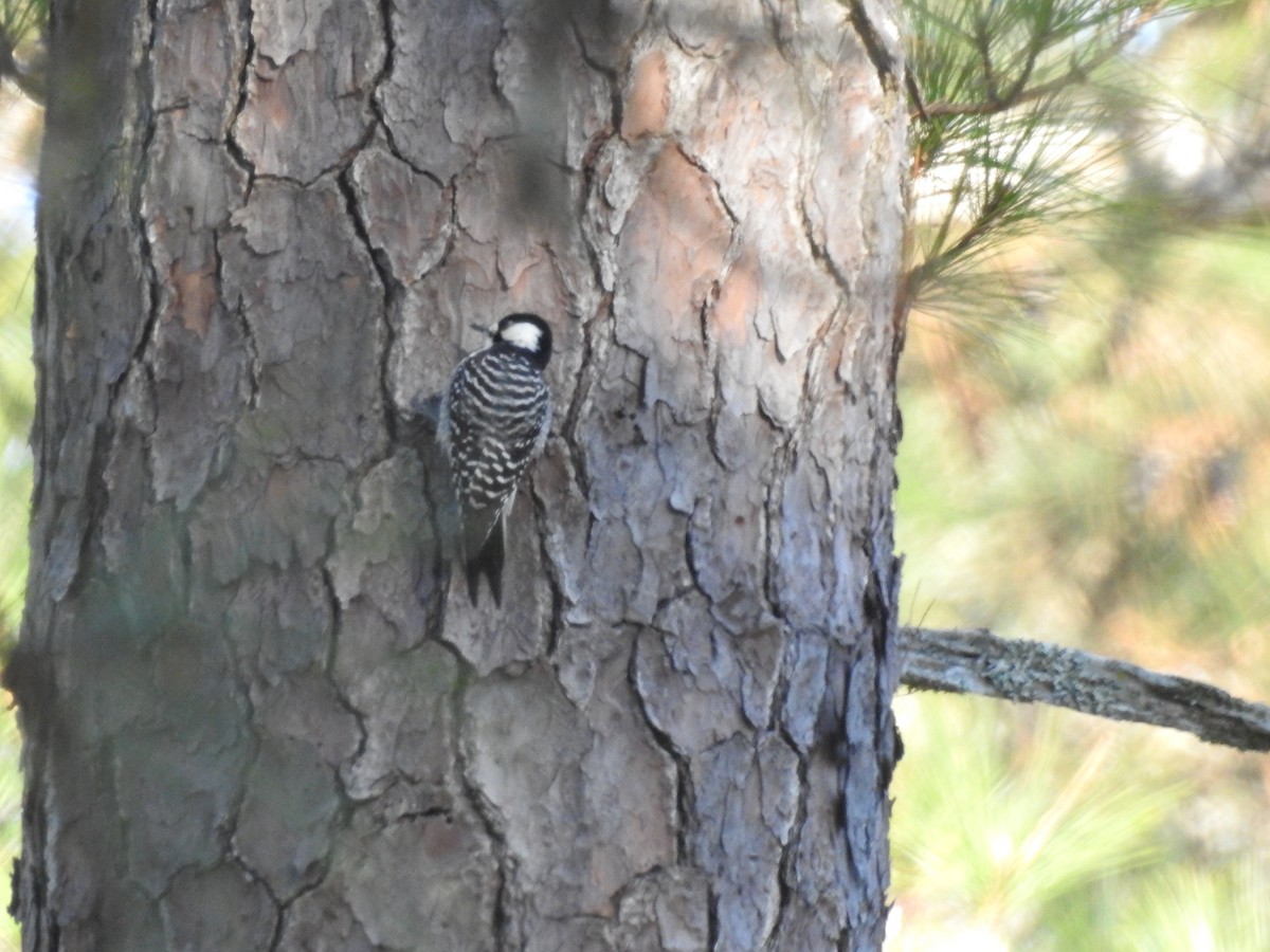 Ak Yanaklı Ağaçkakan - ML647086626