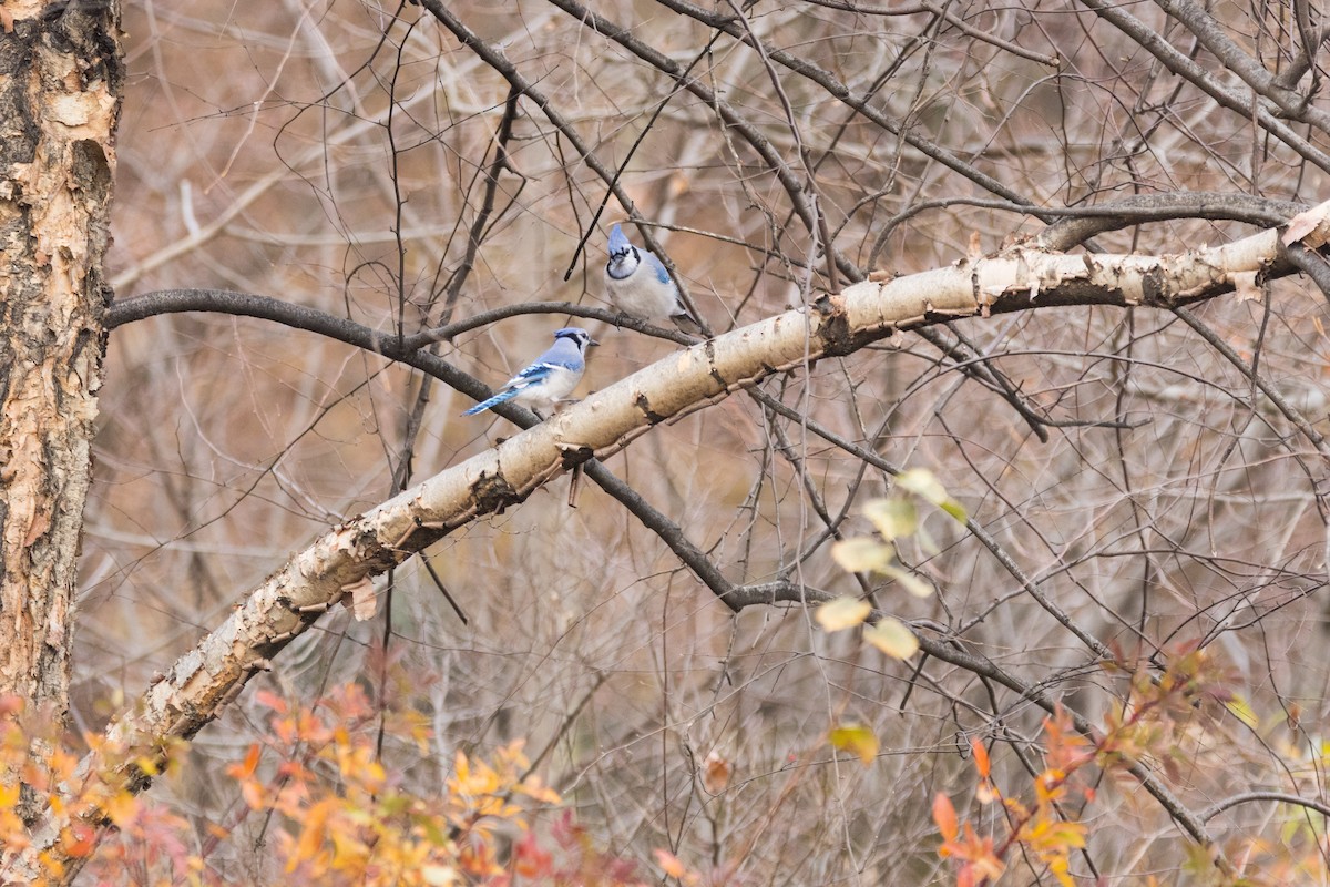 Blue Jay - ML647086627