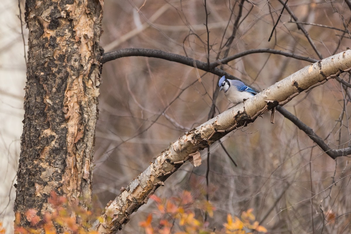 Blue Jay - ML647086629
