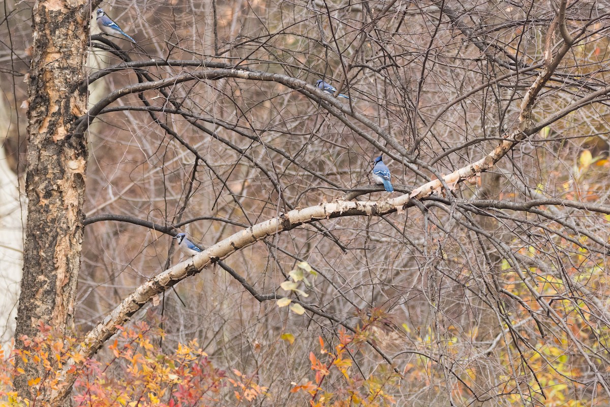 Blue Jay - ML647086630