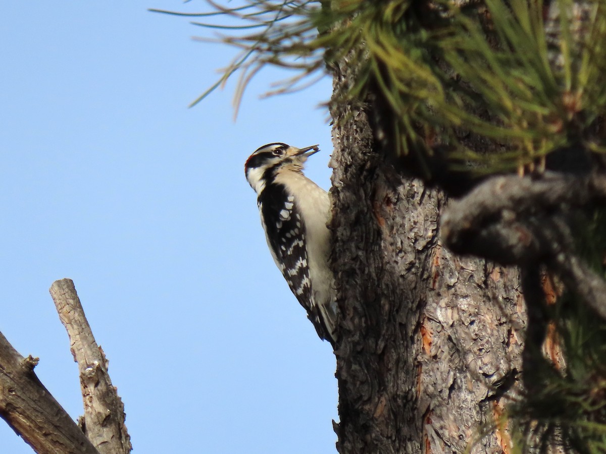 Downy Woodpecker - ML647086633