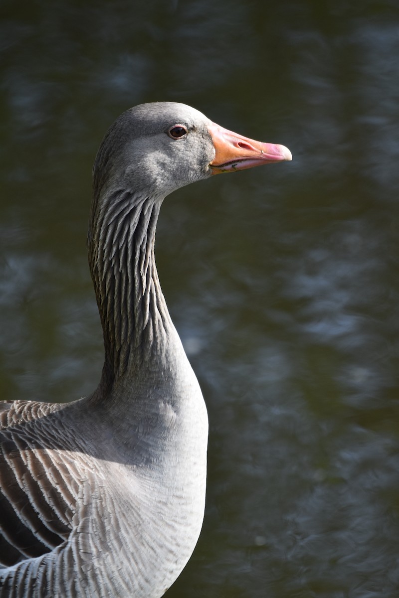 灰雁 - ML647086635