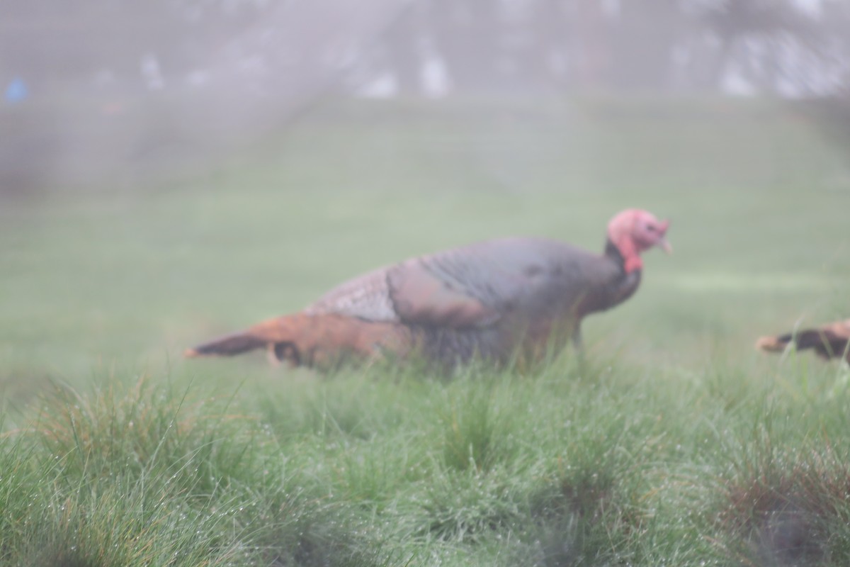 シチメンチョウ - ML647086636