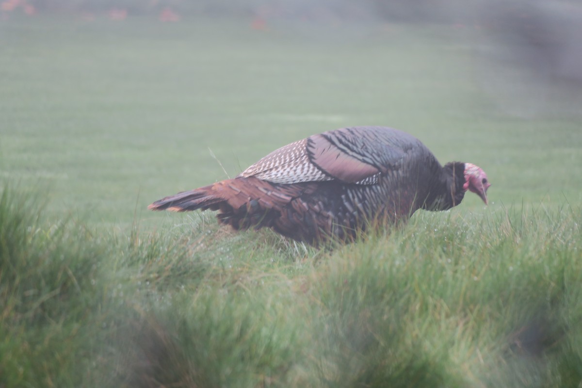 シチメンチョウ - ML647086638