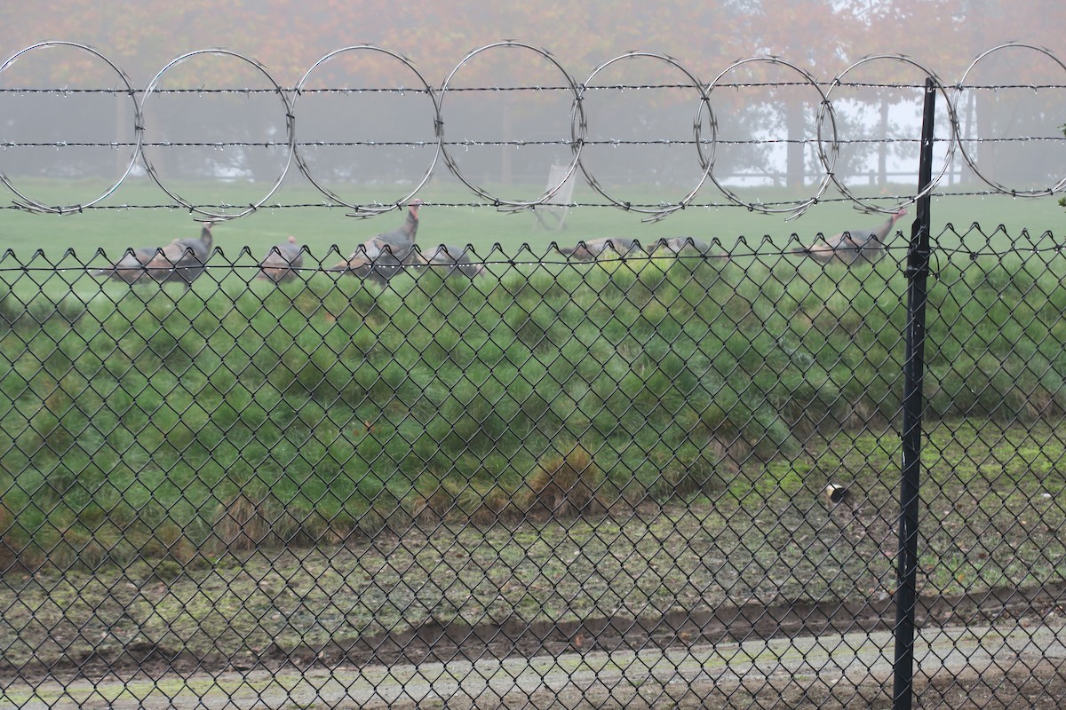 シチメンチョウ - ML647086641