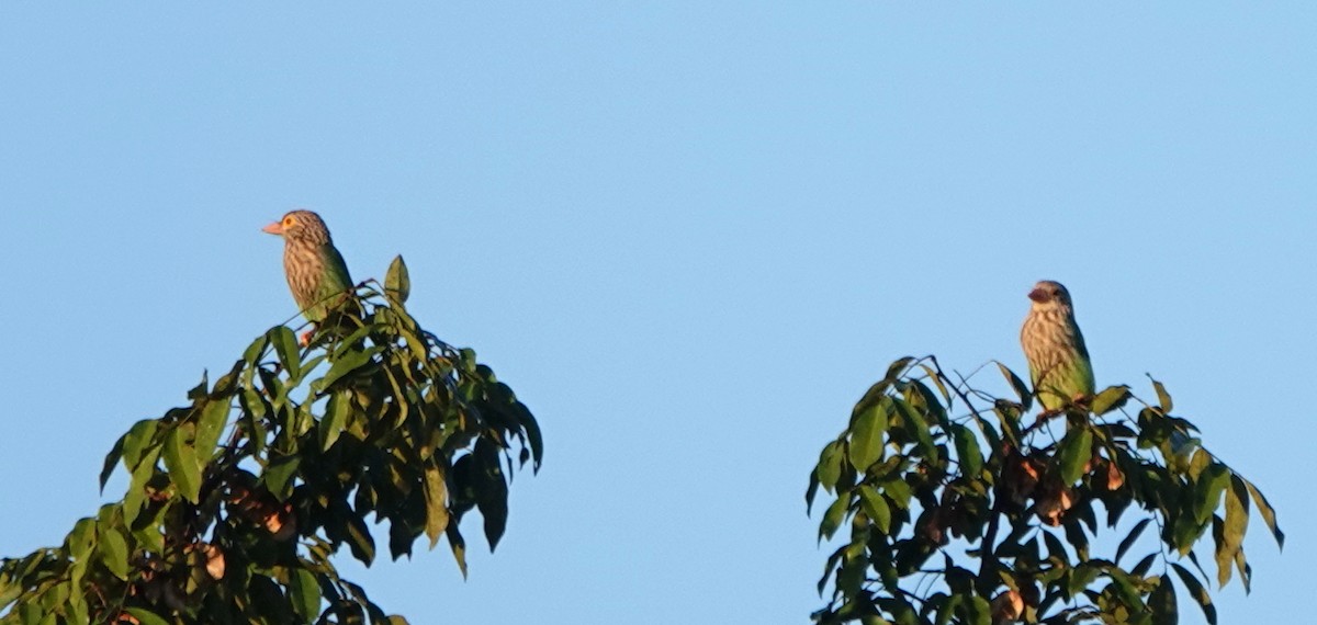 Lineated Barbet - ML647086642