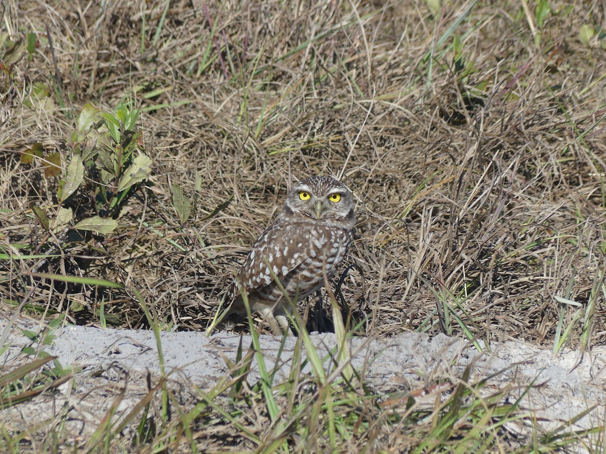 Burrowing Owl - ML647086644