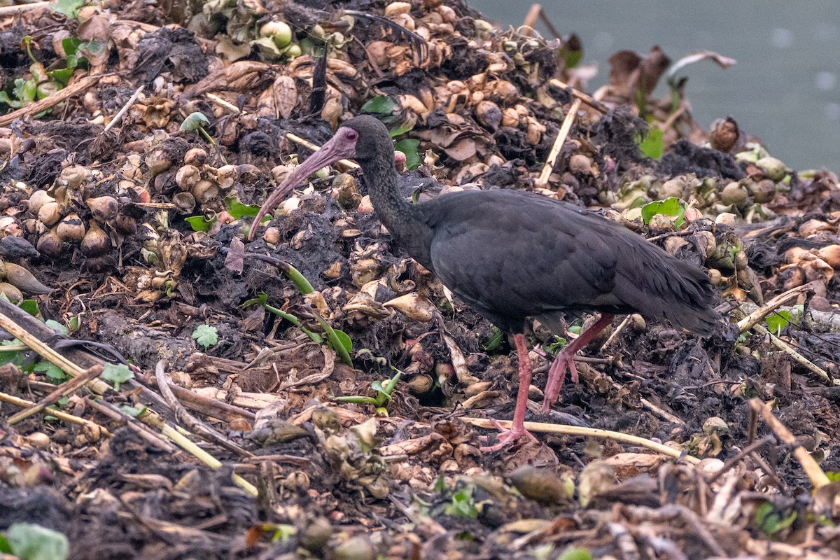 Bare-faced Ibis - ML647086648