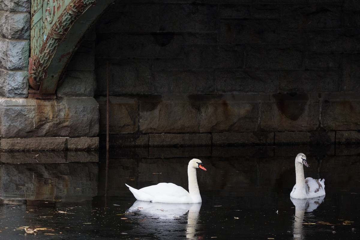 Лебідь-шипун - ML647086663