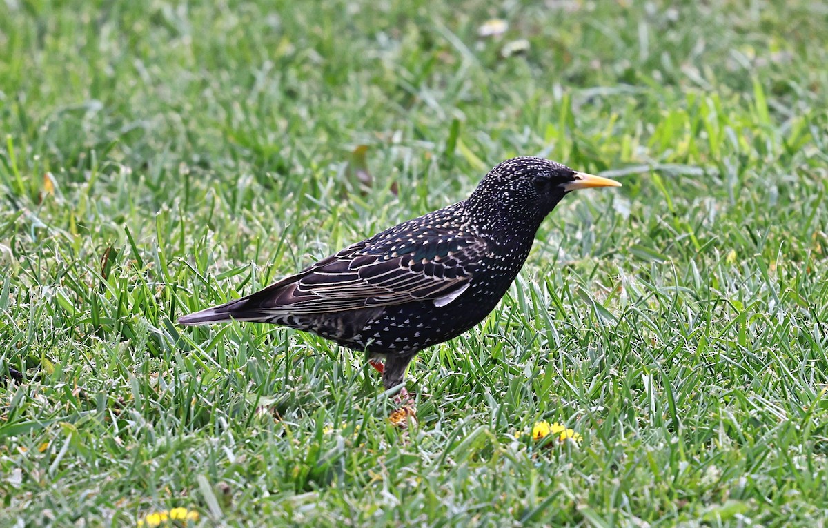 European Starling - ML647086664