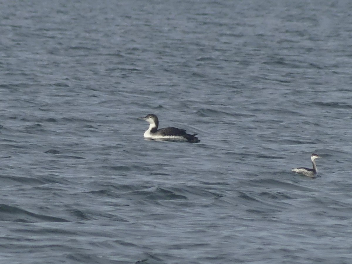 Common Loon - ML647086665
