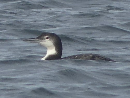 Common Loon - ML647086666