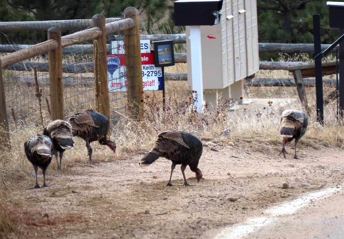 シチメンチョウ - ML647086669