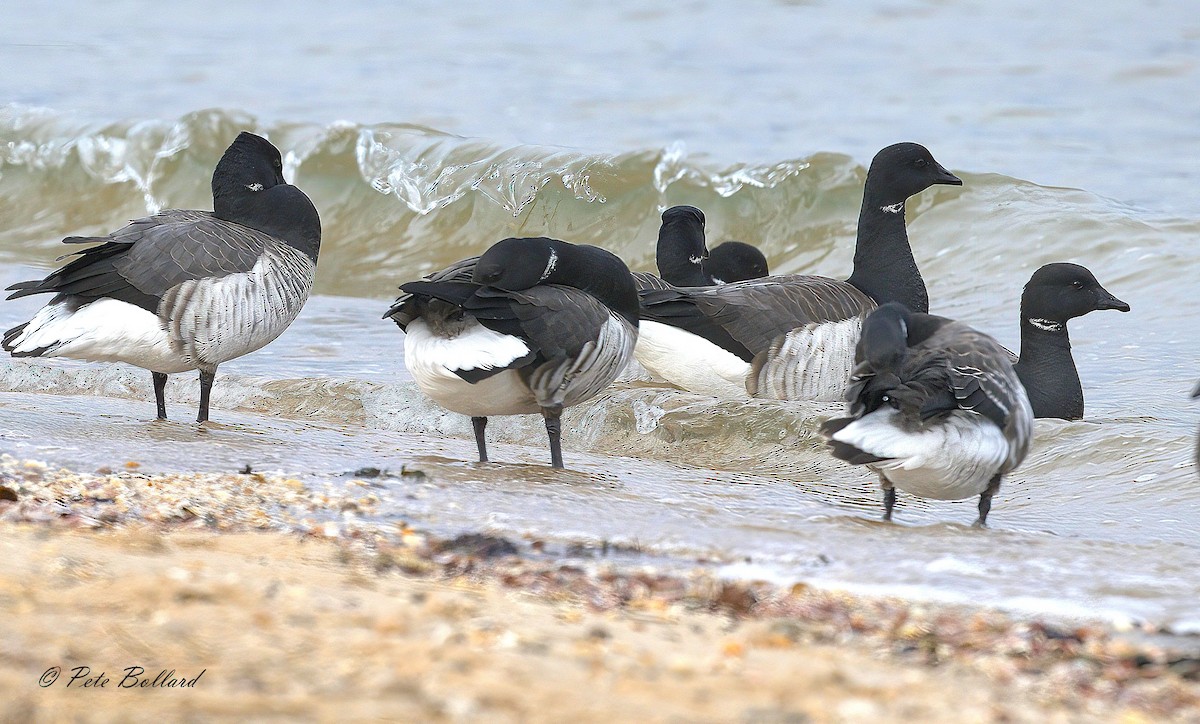 Brant - ML647086670