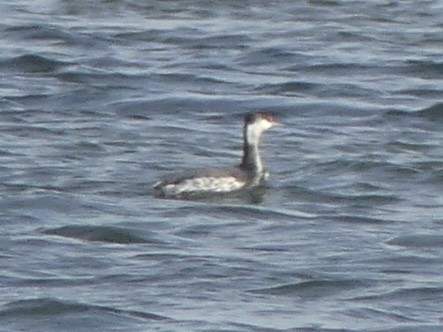 角鸊鷉 - ML647086671