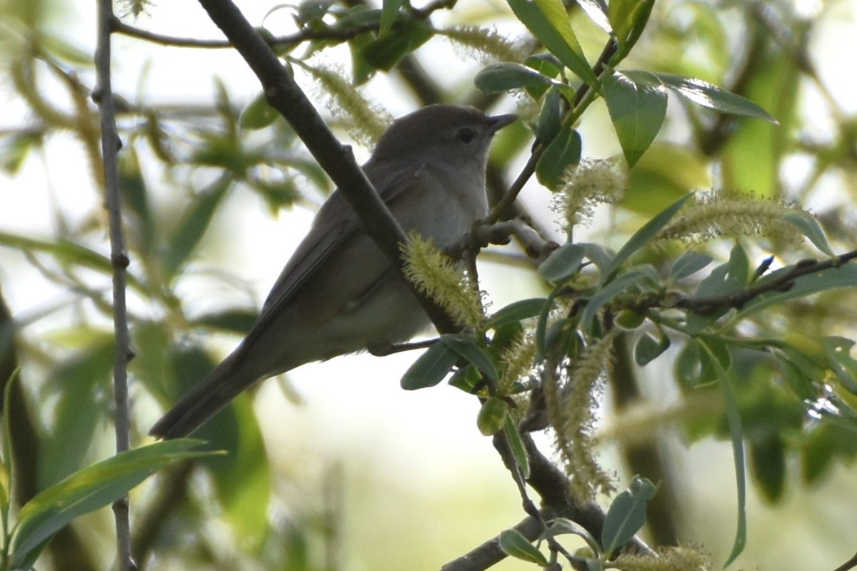 Garden Warbler - ML647086676