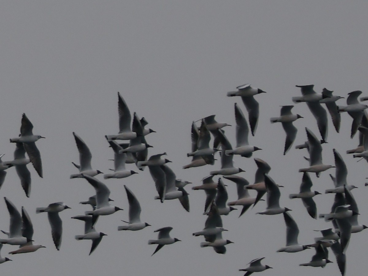 Slender-billed Gull - ML647086679