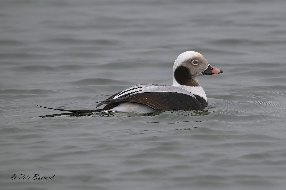 Long-tailed Duck - ML647086684