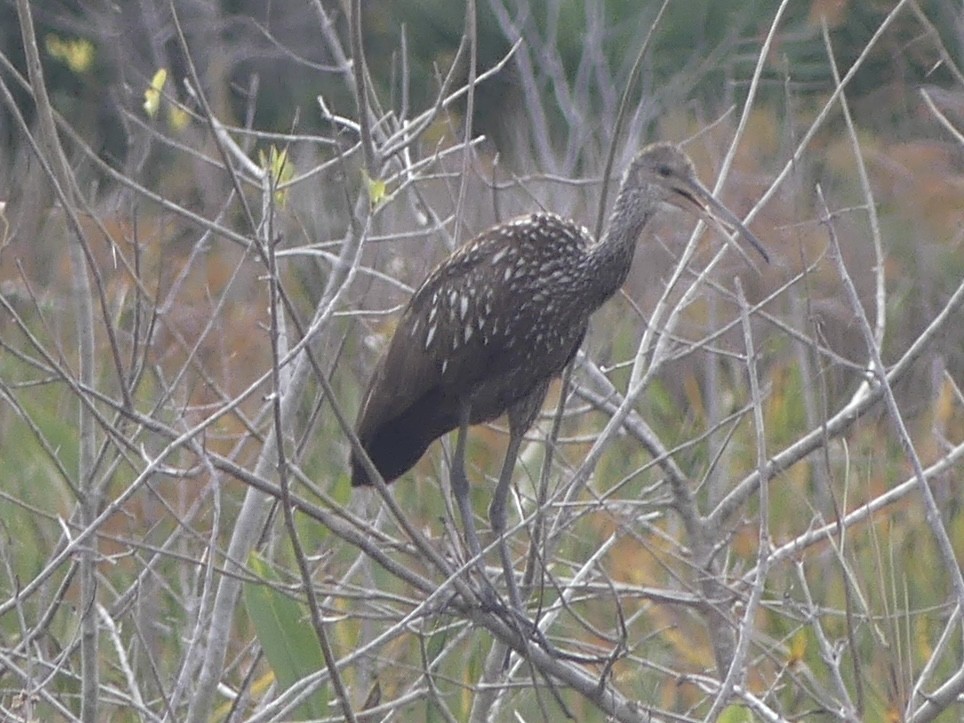 Limpkin (Speckled) - ML647086685