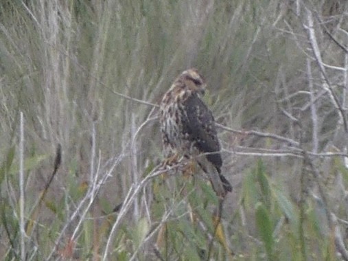 Snail Kite - ML647086693