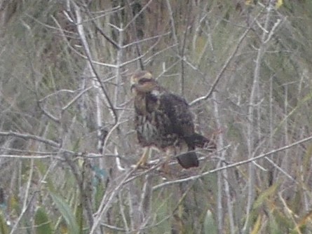 Snail Kite - ML647086694