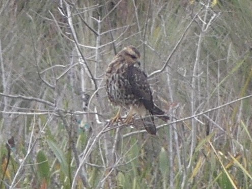 Snail Kite - ML647086695