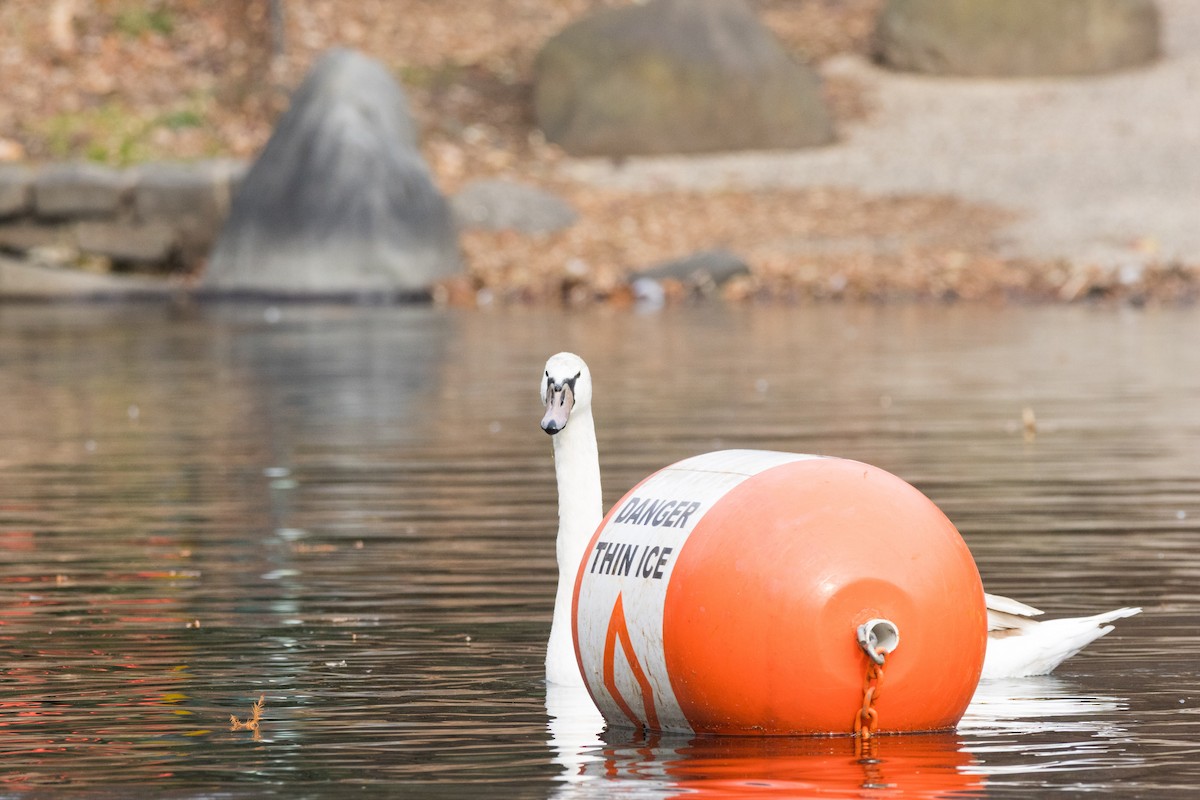 Лебідь-шипун - ML647086701