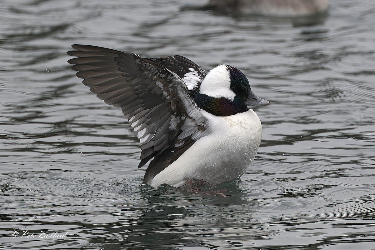 Bufflehead - ML647086717