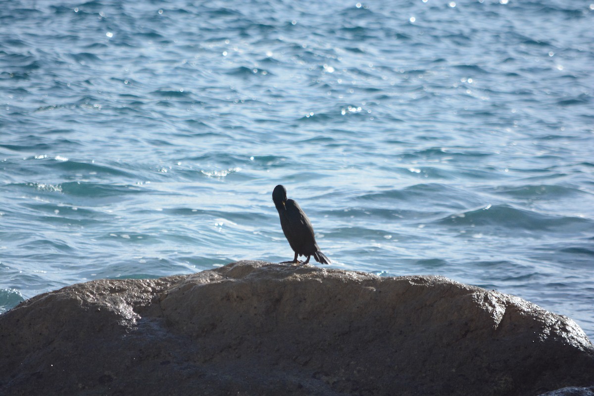 ヨーロッパヒメウ - ML647086718