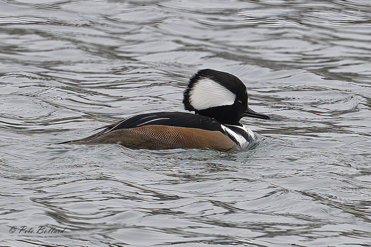 Hooded Merganser - ML647086727