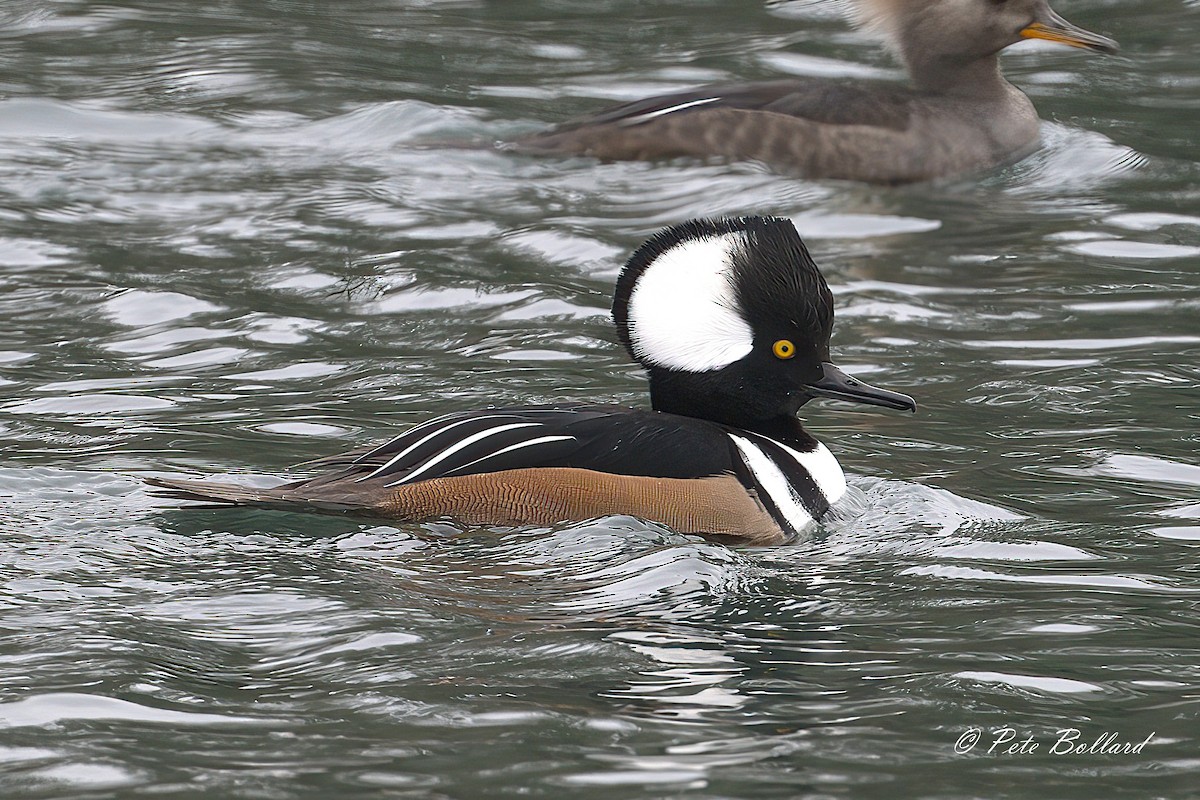 Hooded Merganser - ML647086728