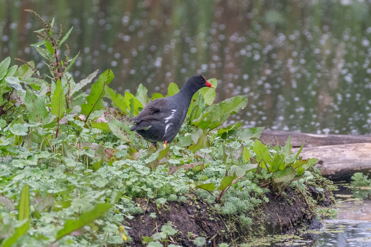 Common Gallinule - ML647086731