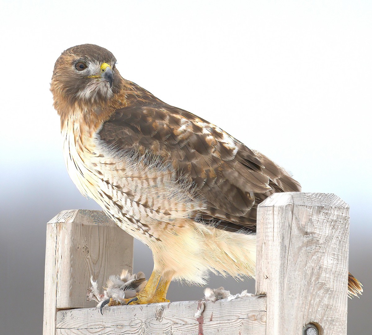 Red-tailed Hawk - ML647086741
