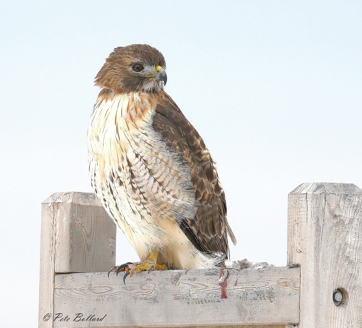 Red-tailed Hawk - ML647086742