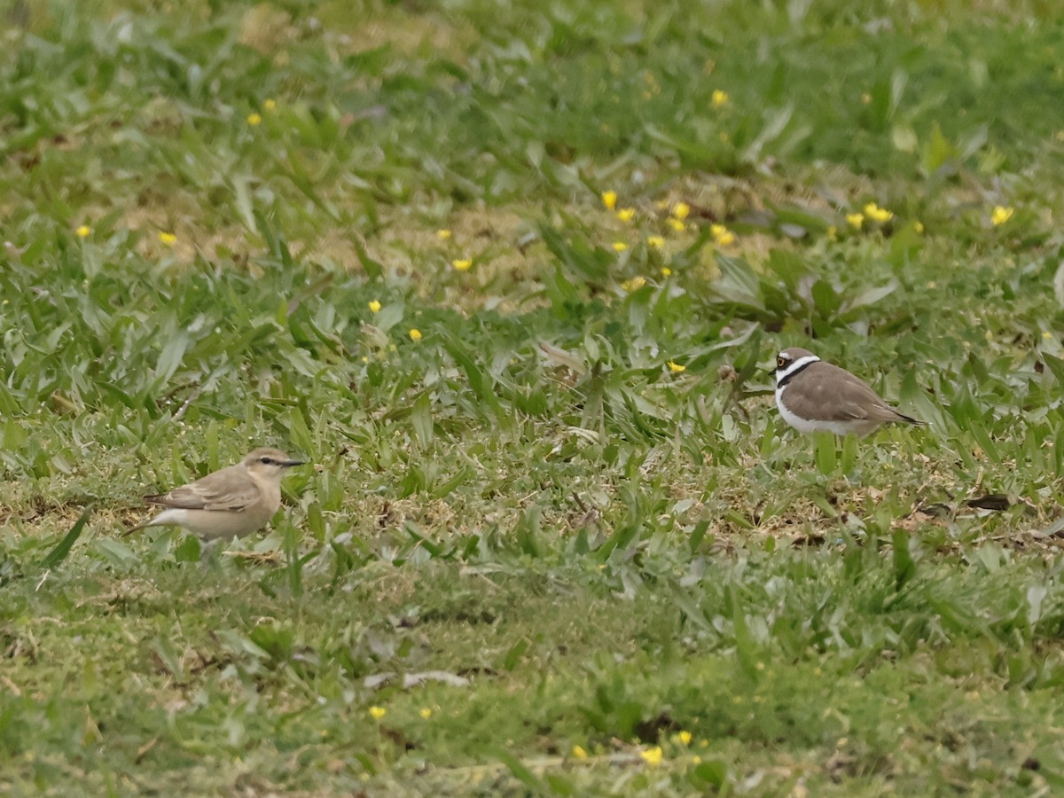 Little Ringed Plover - ML647086753