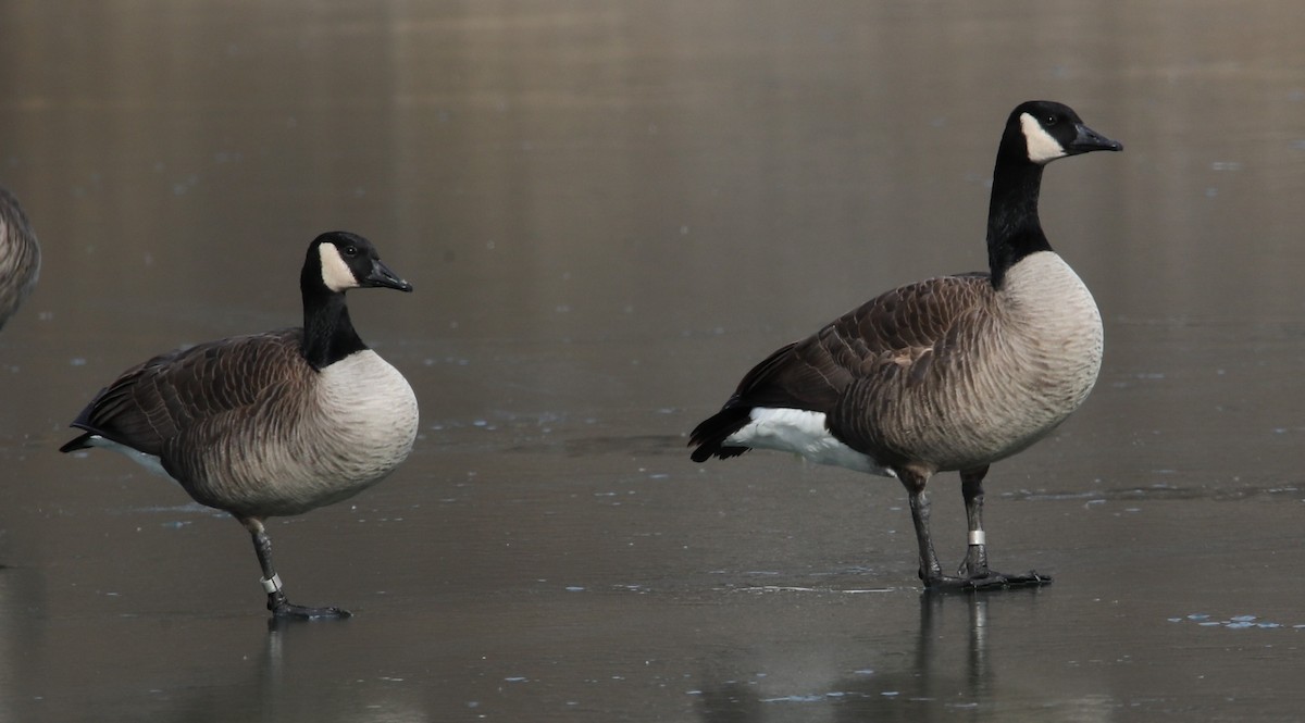 カナダガン - ML647086755