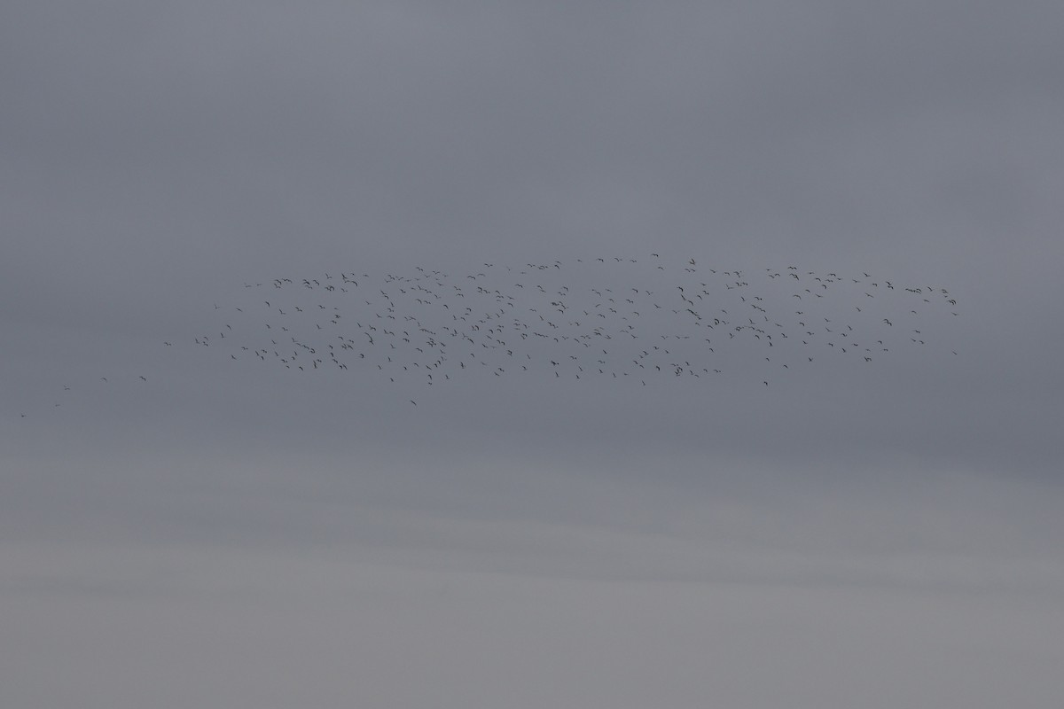 Black-headed Gull - ML647086762