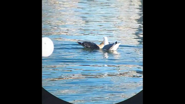 Western Gull - ML647086763